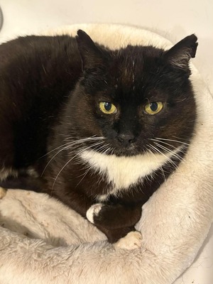 Adopter FRUHLING