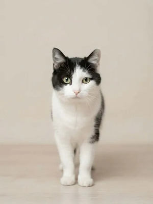Adopter Felix