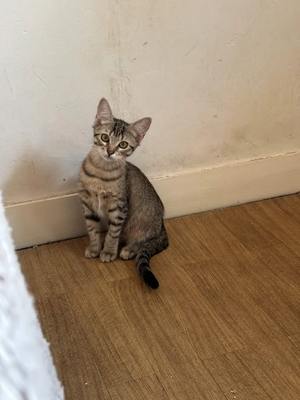 Adopter Dring