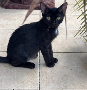 Adopter Nova