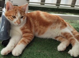 Adopter Bill