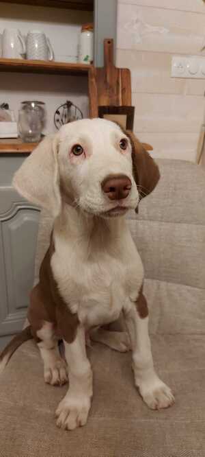 Adopter Asko