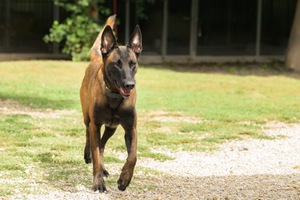 Adopter Farah