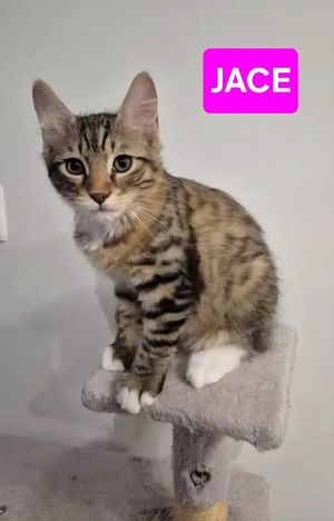 Adopter JACE 