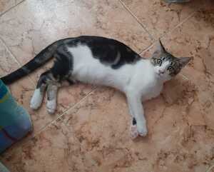 Adopter Oscar