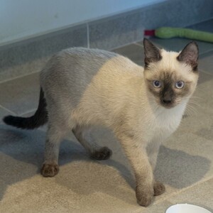 Adopter Peabody