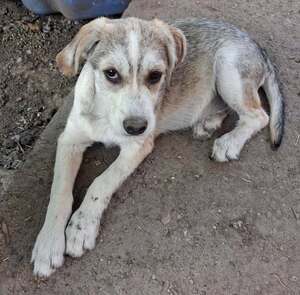 Adopter Ouko