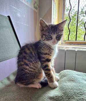 Adopter Javotte