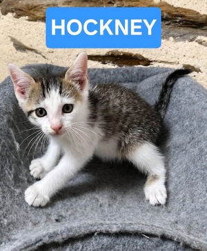 Adopter HOCKNEY