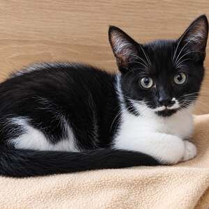 Adopter Flip