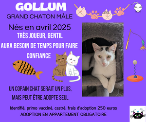 Adopter Gollum