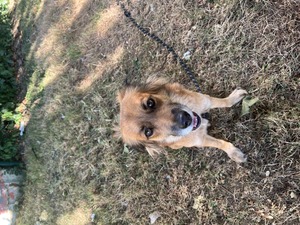 Adopter Bloom