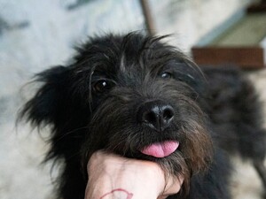 Adopter Rita