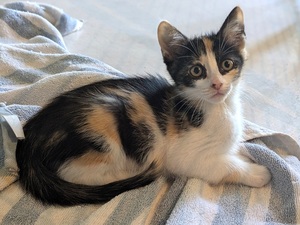 Adopter BRUYERE