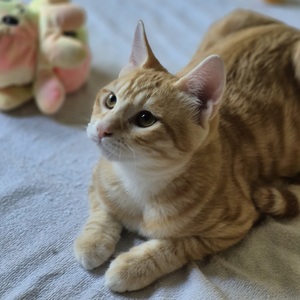 Adopter Benji