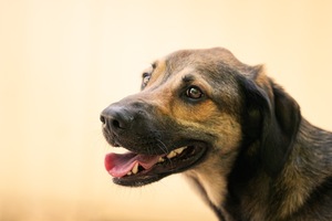 Adopter DARKO