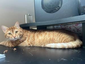 Adopter Corto