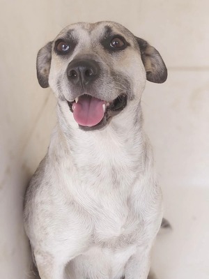Adopter Hailey