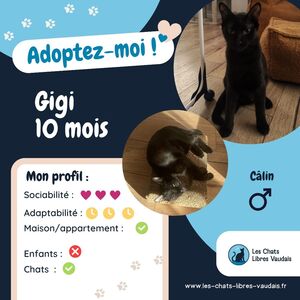 Adopter Gigi