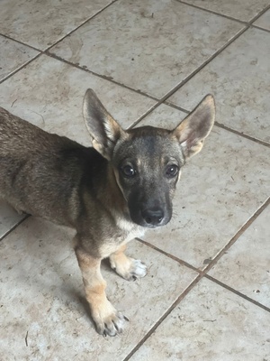 Adopter Lily