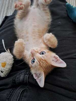 Adopter Jupiter