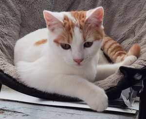 Adopter Bool
