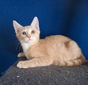Adopter Aïko