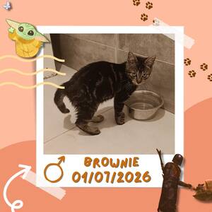 Adopter Brownie