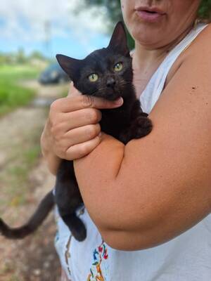 Adopter Babel