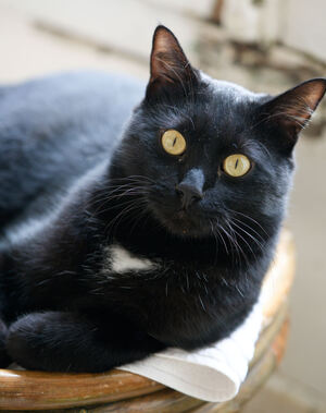 Adopter Arka