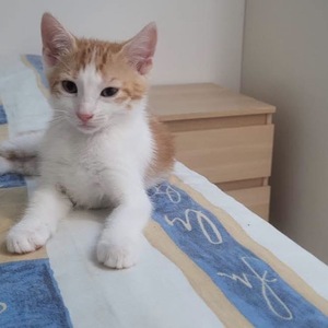 Adopter Castor et Pollux