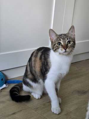 Adopter Lili