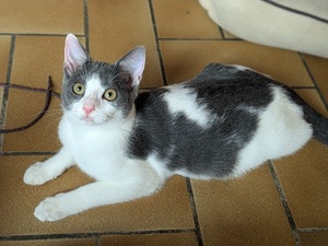 Adopter BETTINA
