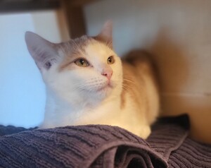 Adopter Benny