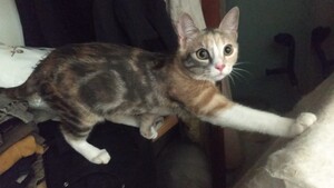 Adopter Bijou