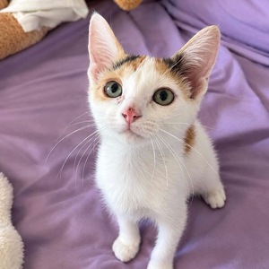 Adopter Isis