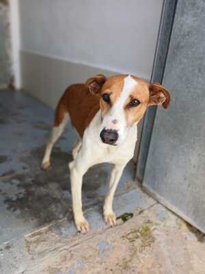 Adopter Gavilan