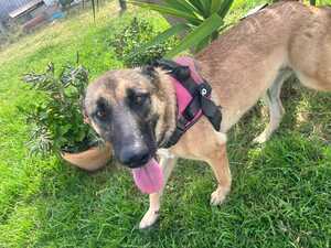 Adopter Yina