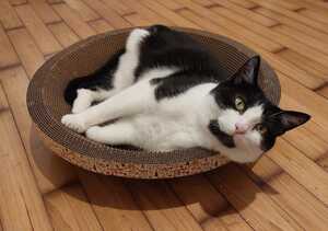Adopter Myko