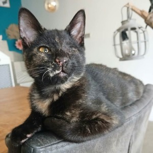 Adopter Blindy