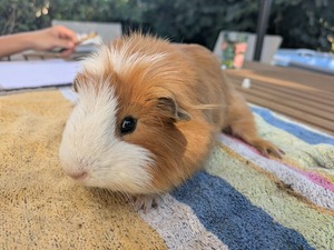 Adopter Quince