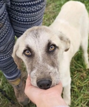 Adopter Falcone