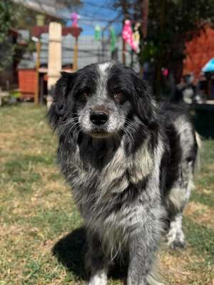 Adopter Domino
