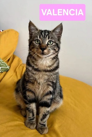 Adopter Valencia 