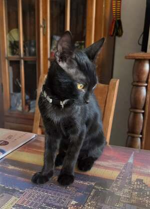 Adopter Archie