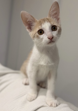 Adopter Eden