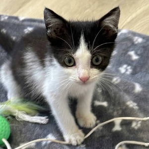 Adopter Twillie