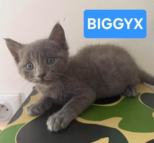 Adopter Biggyx 