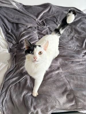 Adopter Snoppy