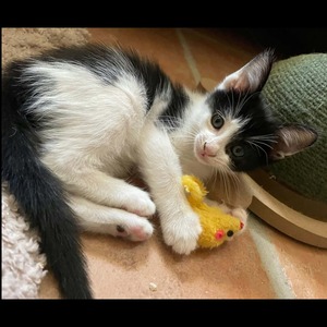 Adopter Philae
